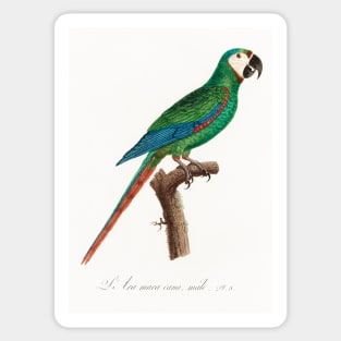 The Blue-Winged Macaw, Primolius maracana from Natural History of Parrots (1801—1805) by Francois Levaillant Sticker